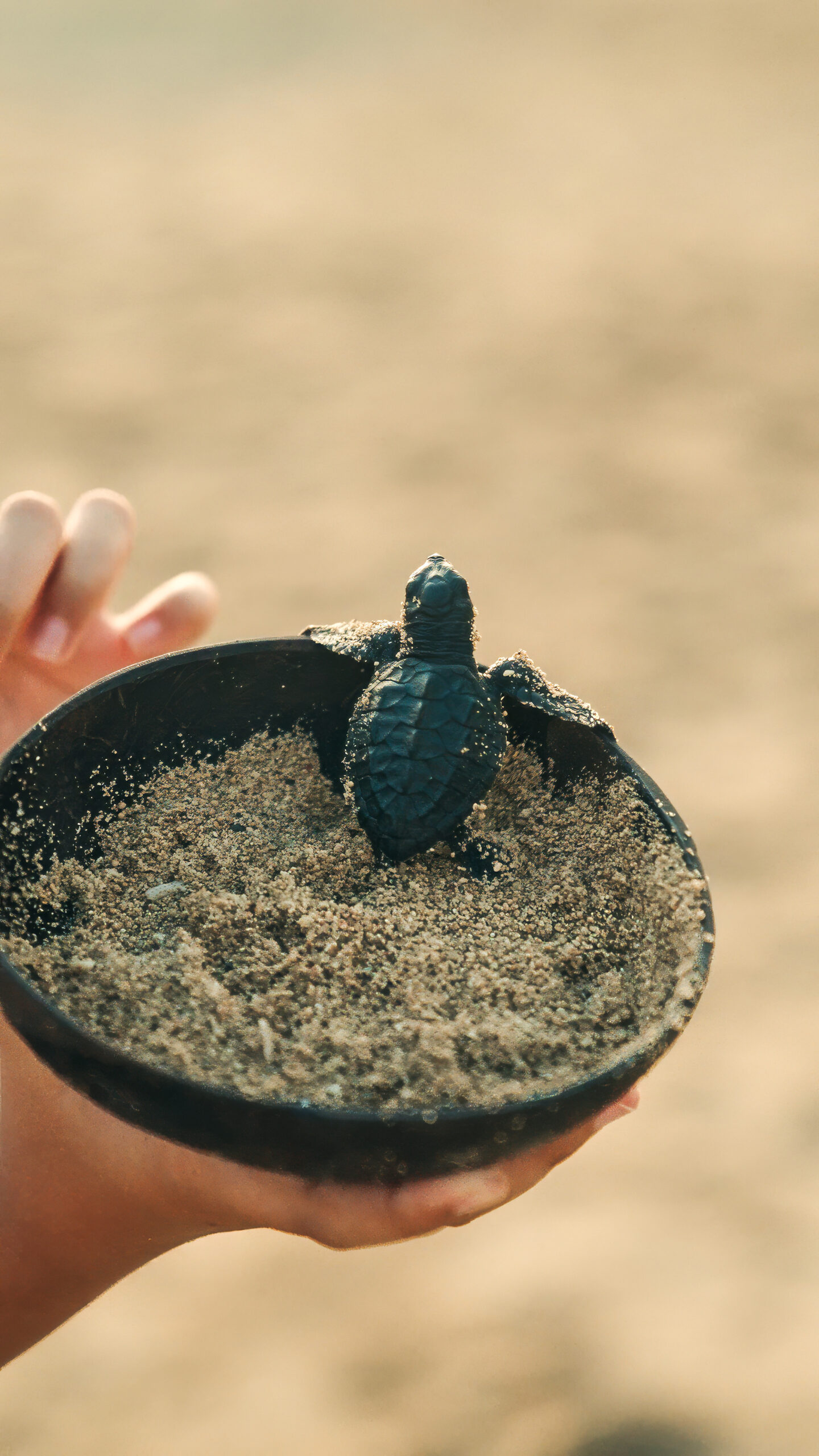 World Turtle Day 2026 at The Meru Sanur and Bali Beach Hotel